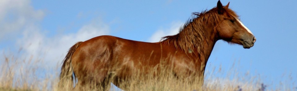 Equine-Etiquette-Slider-Page-2